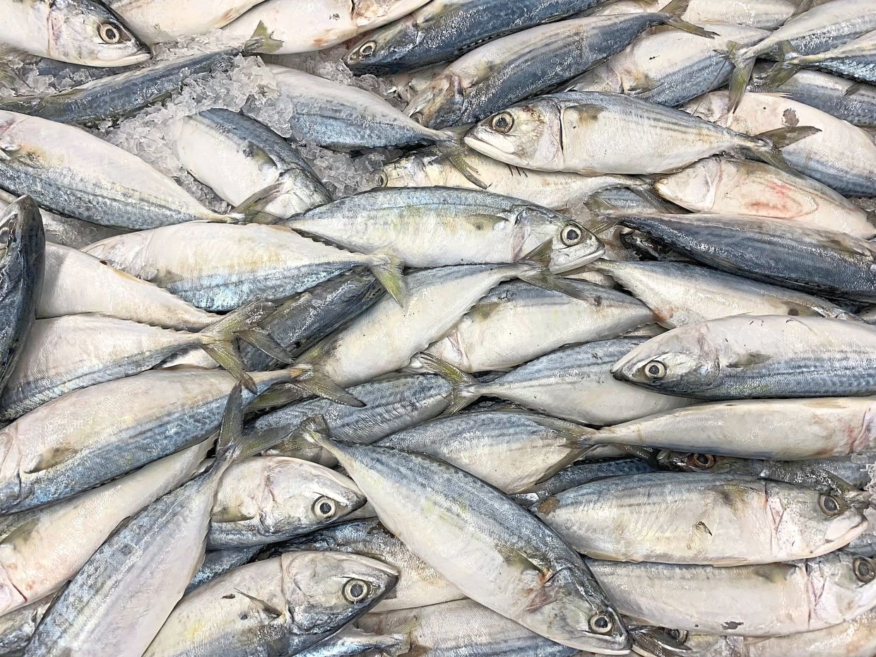 Kembung harvest written by tide, toil and time, as this file pic shows.