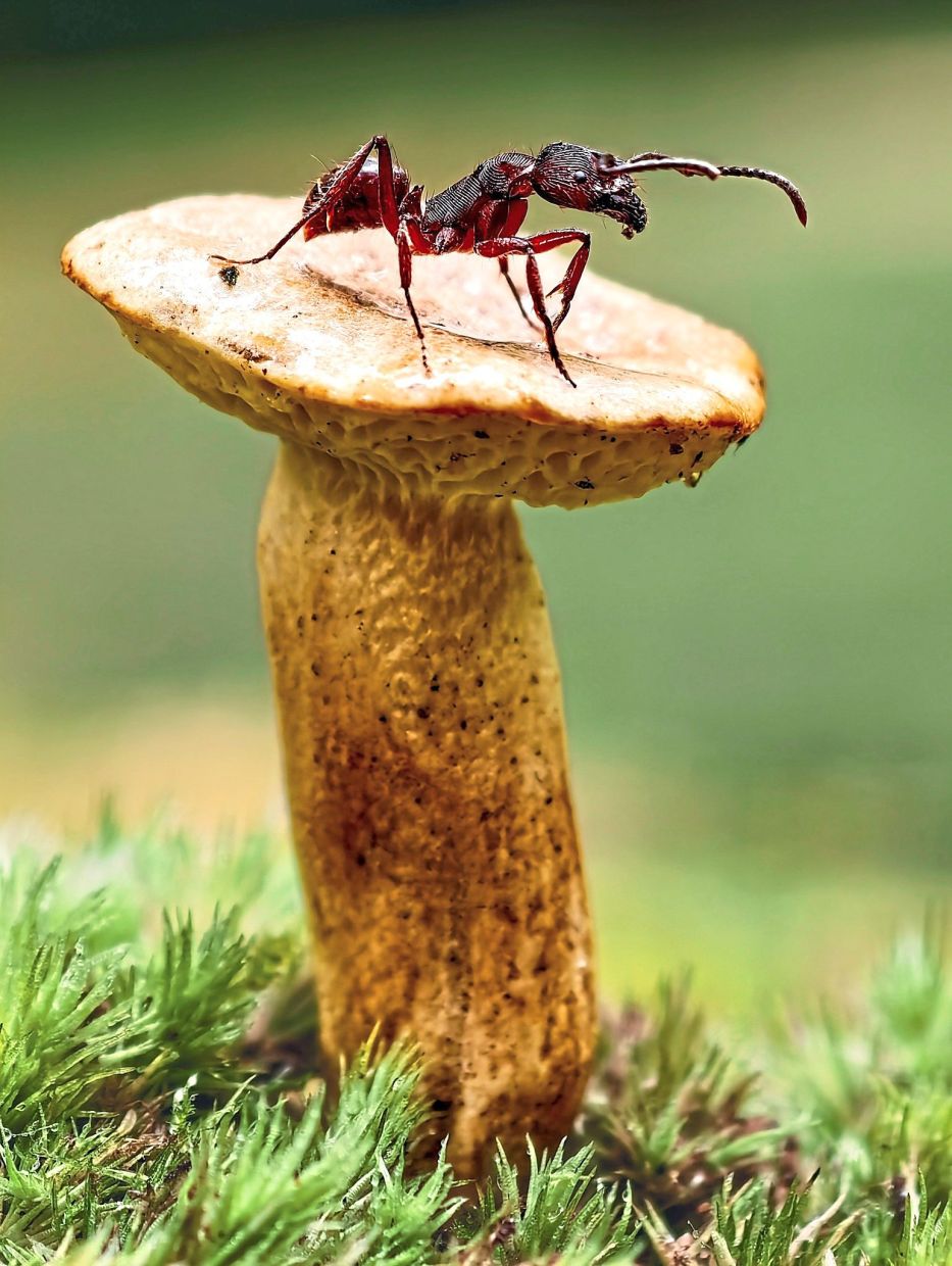 A tiny world magnified: a macro shot of an ant on a wild mushroom.