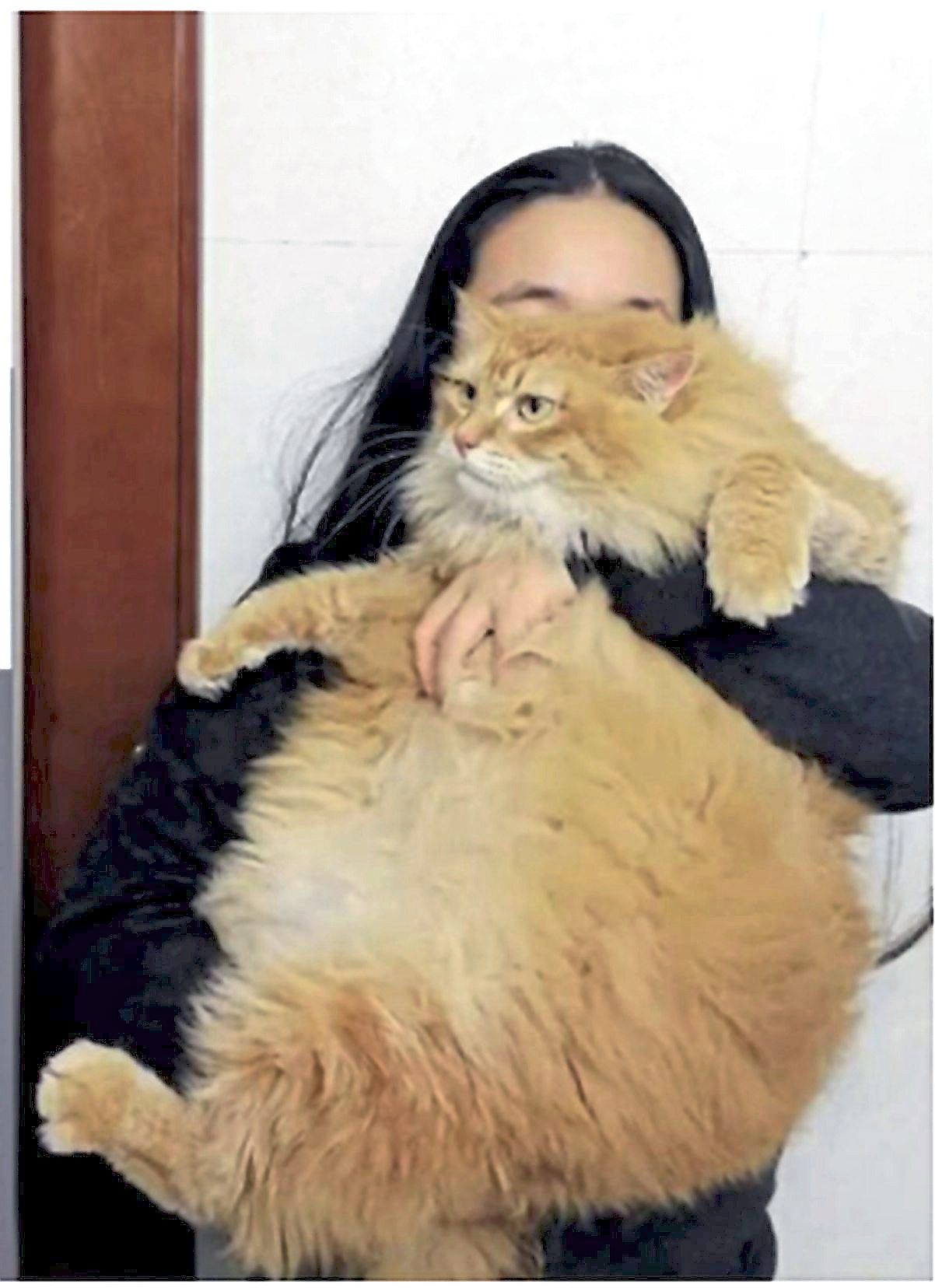 Feline hero: A photo of the woman carrying her cat which leapt onto her and broke her kidney stones, allowing her to pass them naturally.