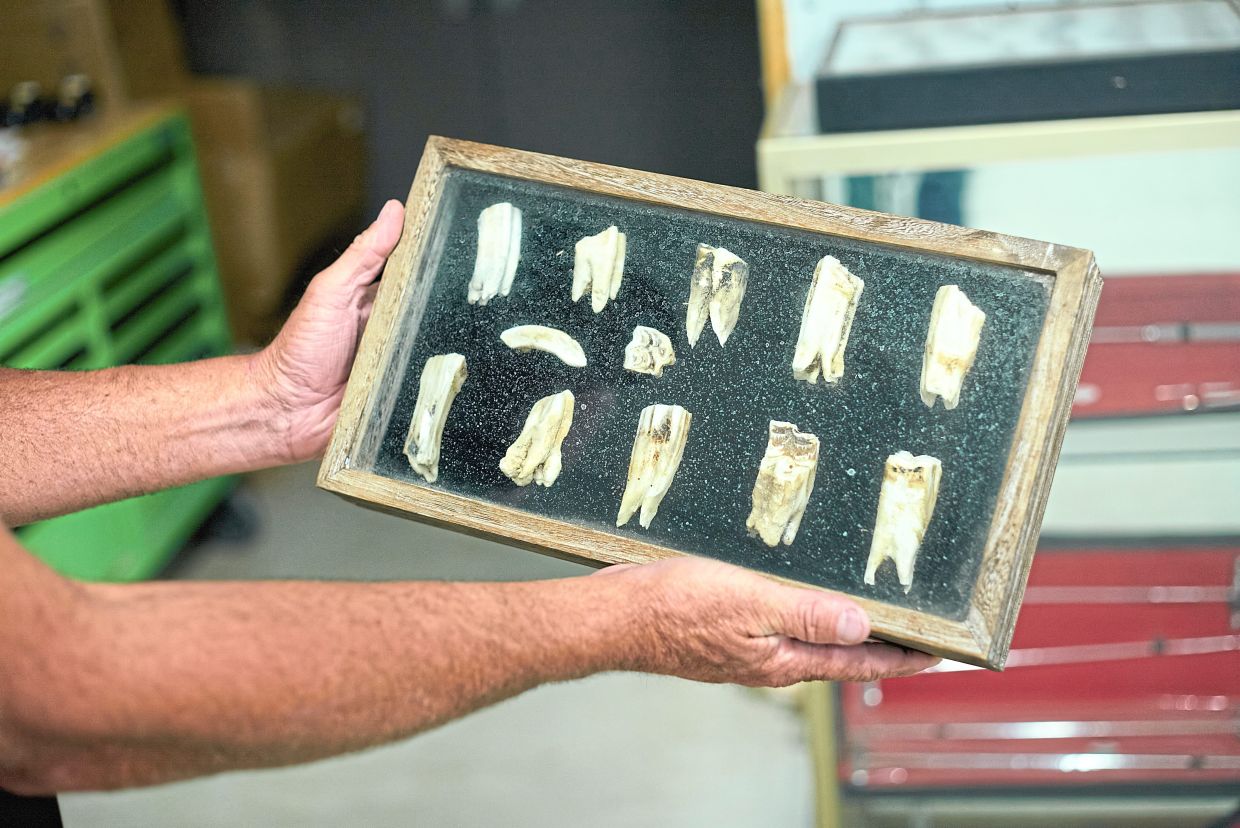 Needham holding a display of horse teeth at his equine dental school near Amarillo, Texas. — Dylan Cole/The New York Times