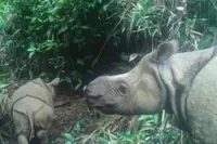 University uses assisted reproductive technology to help save Indonesia’s endangered rhinos