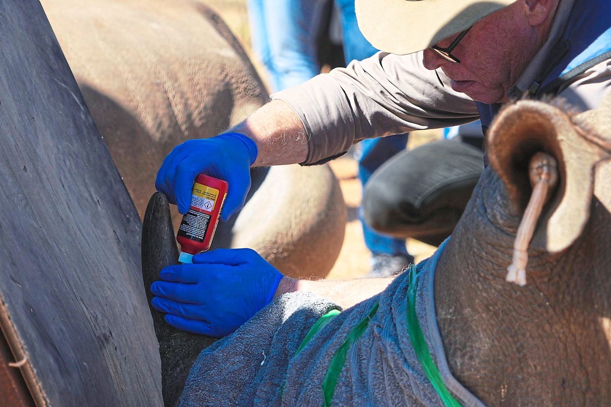 Prof James Larkin injects the horn of a rhino with radioactive isotopes.