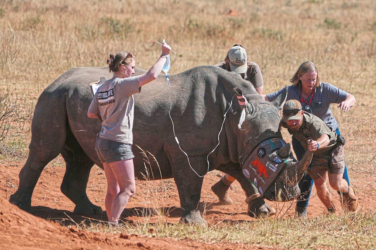 A sedated rhino is being prepared before a hole is drilled into its horn and isotopes carefully inserted.
