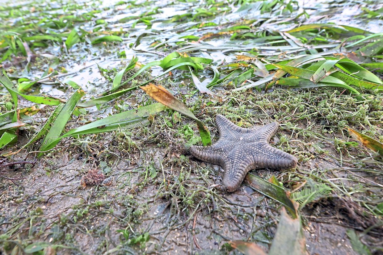 A biscuit sea star spotted in a seagrass meadow at Tanjung Kupang.