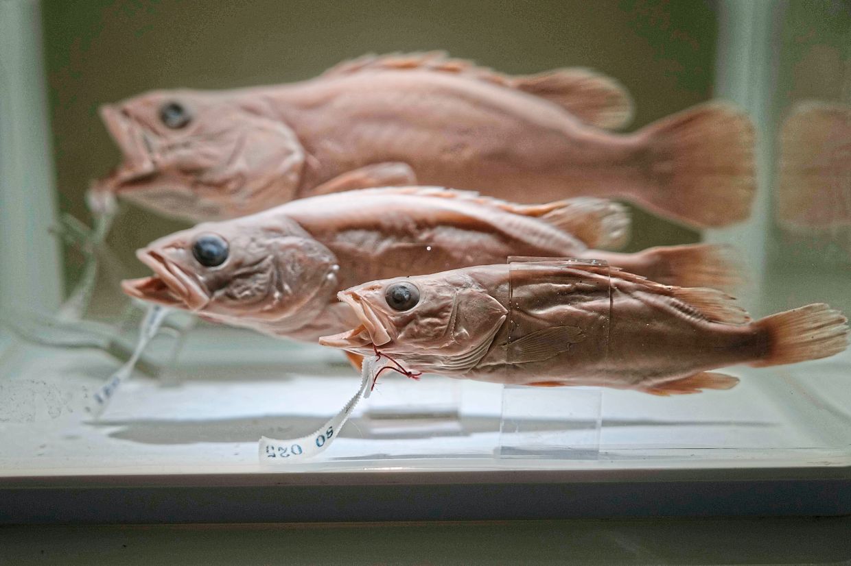 Conservation efforts breathe life into Yangtze | The Star