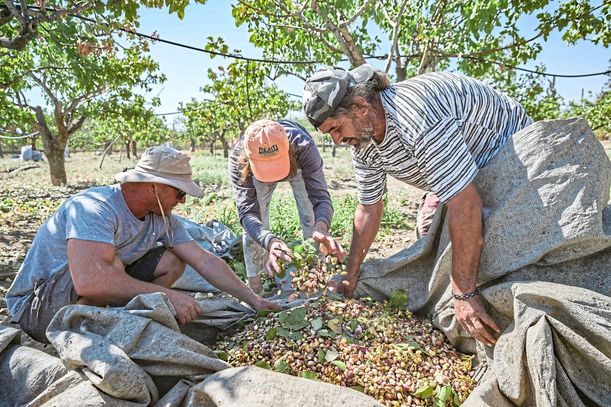 Workers harvesting pistachios on a farm on the island.