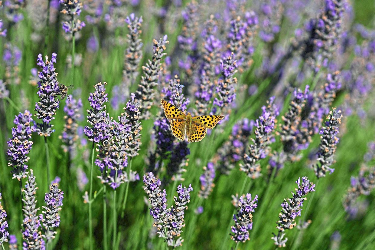 A butterfly sits on a lavender field in the summer season, in Nowy Pozog, Poland. In the UK, the number of butterflies have declined, and conservationists have have called for action to protect them. — ALEKSANDRA SZNIGIEL/Reuters.