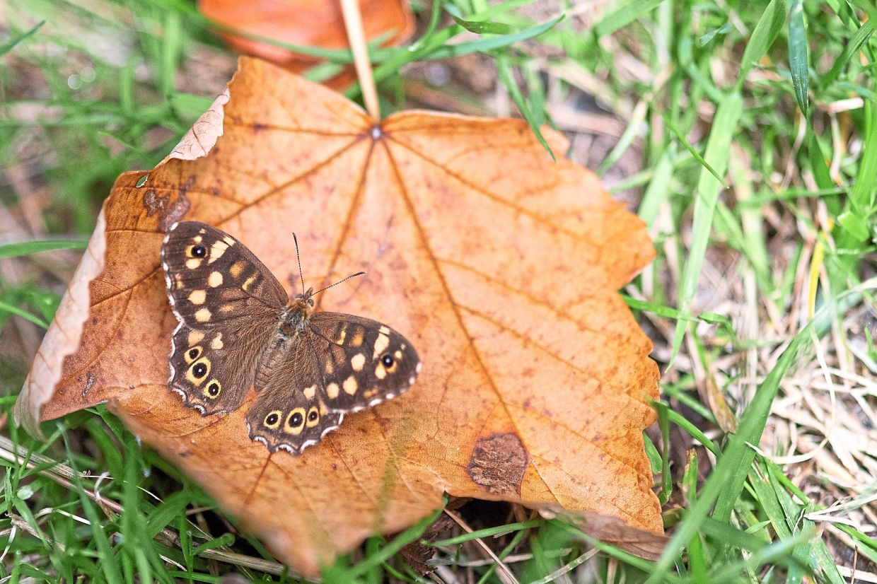 A Speckled wood butterfly on a fallen leaf at the Parc Floral in eastern Paris. In the UK, weather conditions hit butterflies, which were already struggling with habitat loss and pollution.