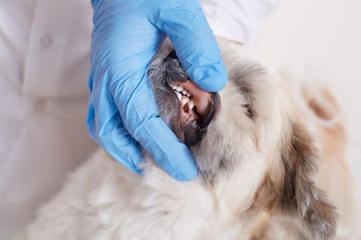 Serene Parts Of Bangkok Declared Rabies Zones Following Outbreak; 30-day Ban On Animal Movement Picture in HD Serene Parts Of Bangkok Declared Rabies Zones Following Outbreak; 30-day Ban On Animal Movement Picture in HD