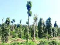 Vietnam’s pepper exports surpass US$1bil in first eight months of 2025