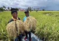 Farmers seek more funds for five-season rice planting programme