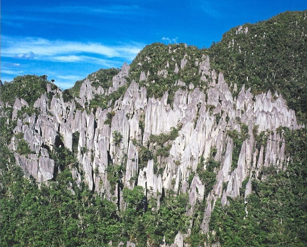 Majestic sight: Gunung Mulu National Park is home to the Pinnacles (seen above), Sarawak Chamber, Deer Cave and Clearwater Cave. — Photo courtesy of Sarawak Tourism Board