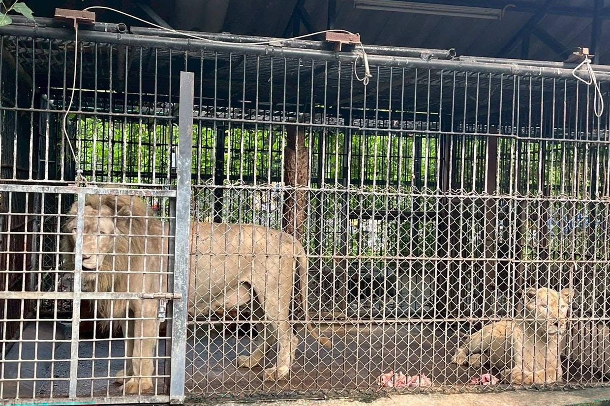 This handout photo, released on September 12 by Thailand's Department of National Parks, Wildlife and Plant Conservation (DNP), shows lions involved in a fatal attack on a zookeeper looking on in an enclosure at the Safari World wildlife park in Bangkok. A Thai zoo has temporarily closed its predator zone after lions mauled a zookeeper to death, wildlife officials said Friday, September 12, as scrutiny on the park's animal treatment intensified. - Photo by Handout / Thailand's Department of National Parks, Wildlife and Plant Conservation (DNP) / AFP