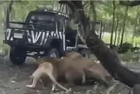 Five lions confined after killing zookeeper