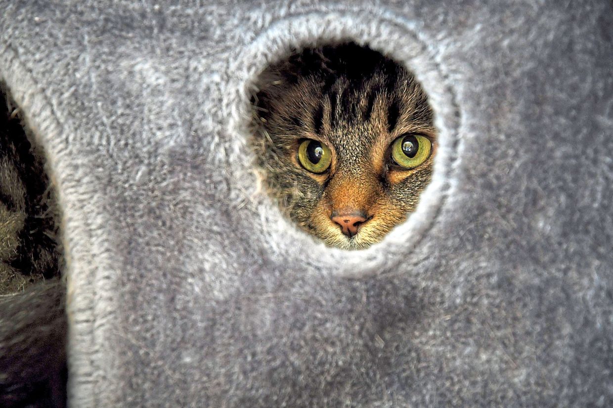 Louie the cat peers out of his shelter in her Cheer's dorm room.
