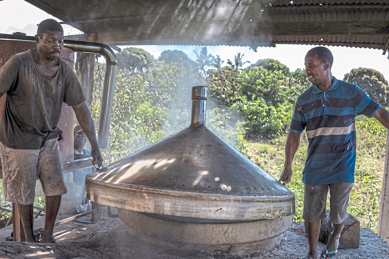 Workers remove the dome of an alembic at the end of the ylang-ylang flowers distilling process.