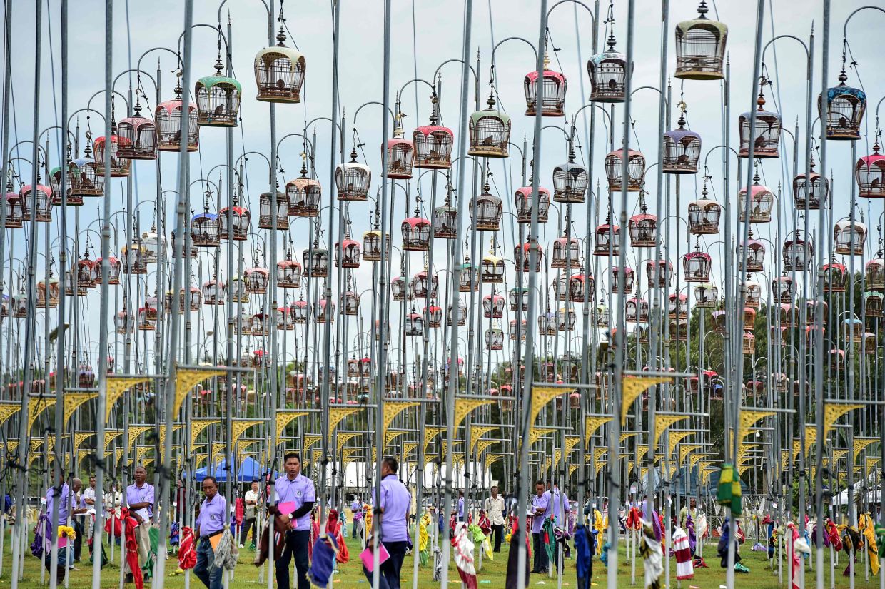 TOPSHOT - Birds sit in cages during a bird singing competition in Thailand's southern province of Narathiwat on Friday, September 15, 2025. Some 1,250 birds from Thailand, Malaysia and Singapore were entered in the annual contest. -- Photo by Madaree TOHLALA / AFP