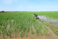 Protecting seed rights and food security