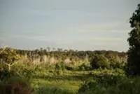 Belait Peat Swamp Forest eyed as pilot for Brunei’s forest carbon market