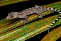Demystifying ‘herps’: Enthusiasts to launch field guide on Singapore’s reptiles, amphibians