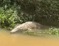 Croc shocks villagers in Melaka on Malaysia Day holiday