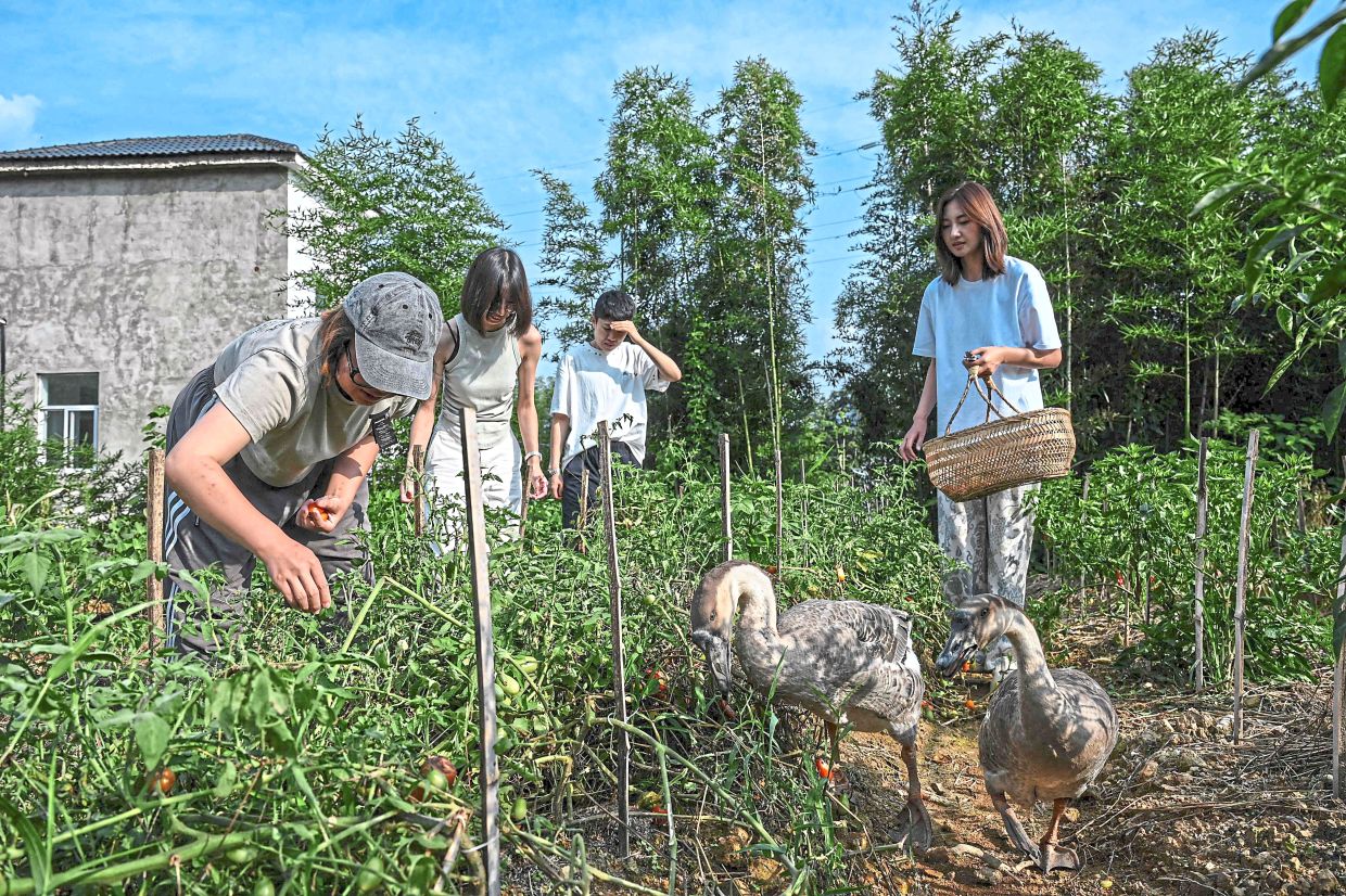Team effort: Chen harvesting chillies with friends and guests at a farmyard located within Keke’s Imaginative Space. — AFP
