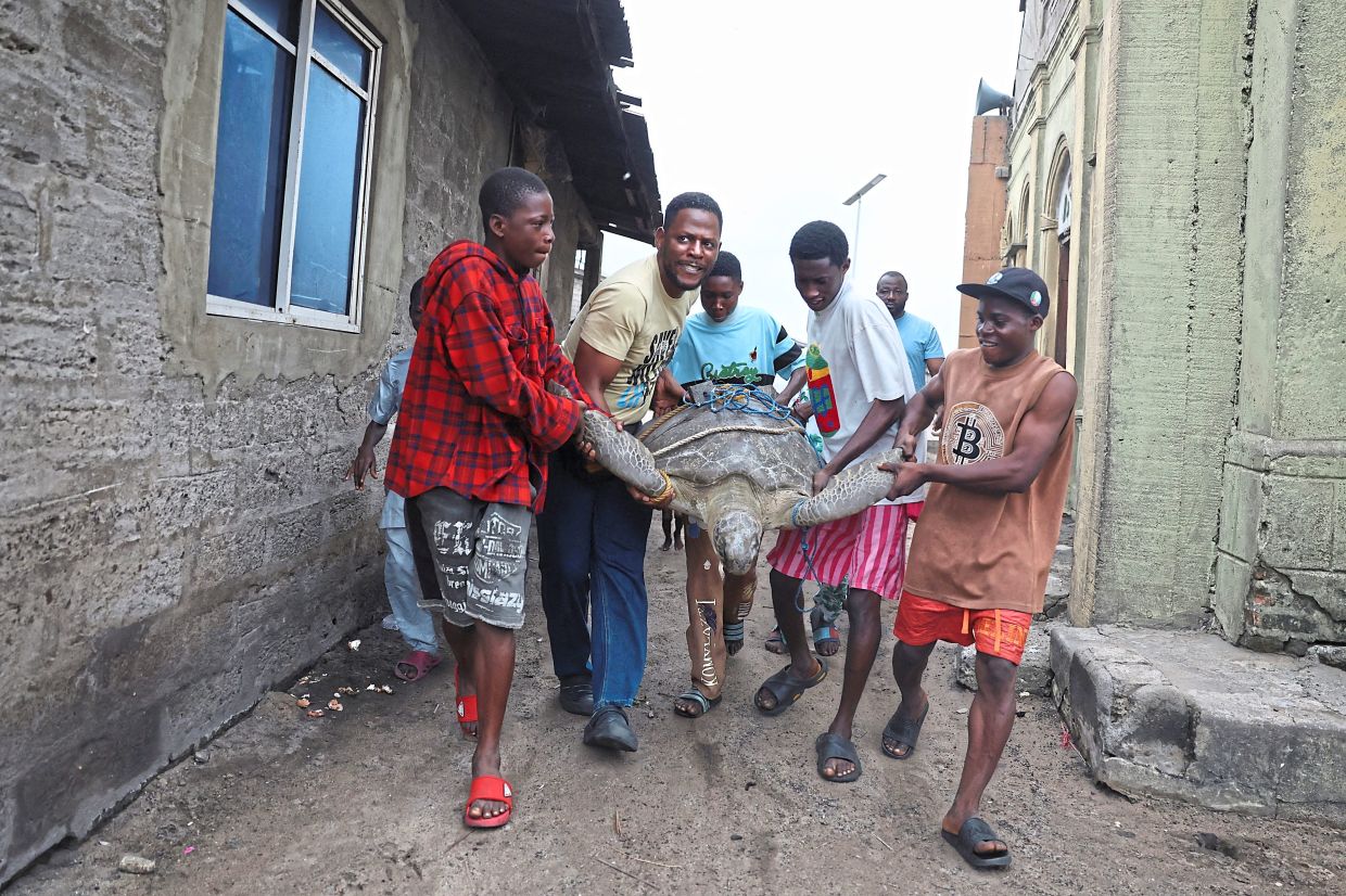 Chinedu Mogbo, a wildlife conservationist, carries Moruf, a sea turtle, after rescuing it from poachers in a fishing community along the Ibeju-Lekki coastline in Lagos, Nigeria, July 29, 2025.