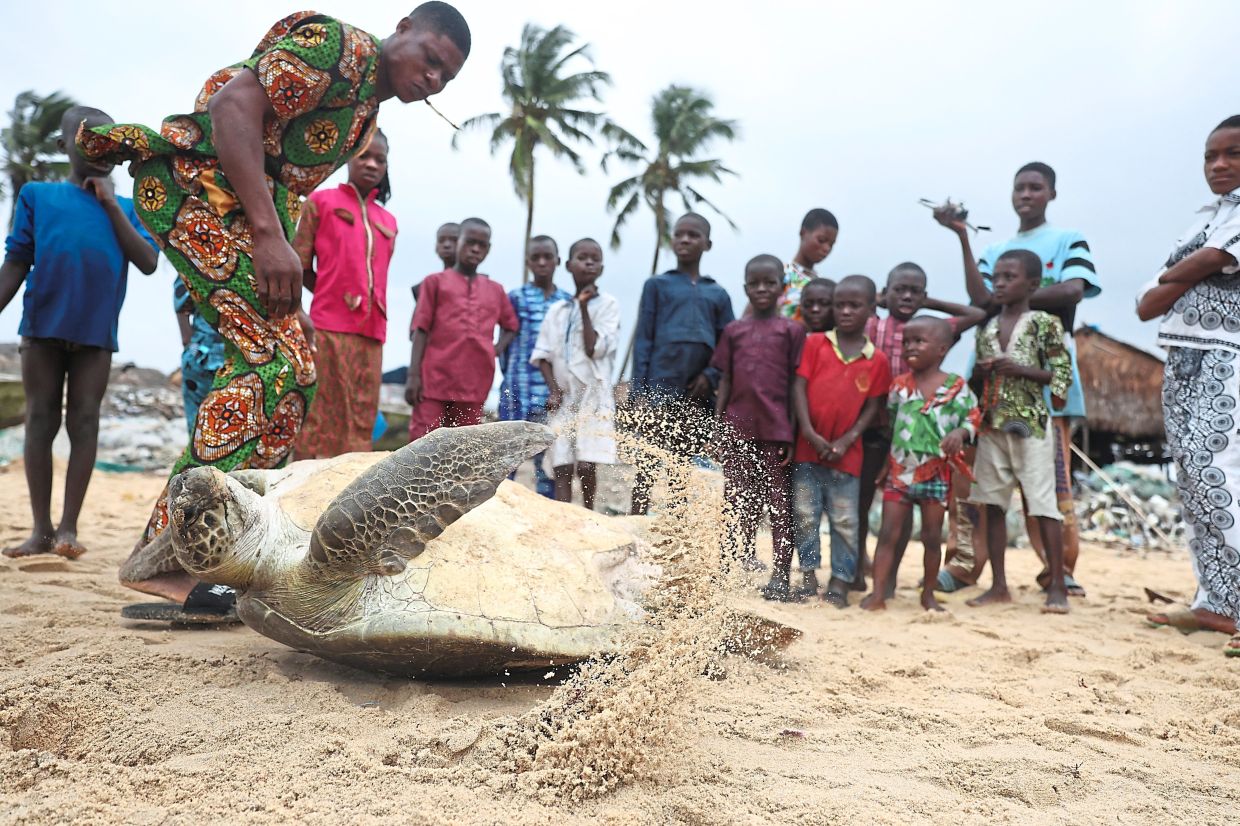 Moruf, a sea turtle, attempts to flip after being rescued from poachers in a fishing community in Ibeju-Lekki coastline in Lagos, Nigeria.