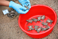 Number of endangered sea turtle nests hits five-year high