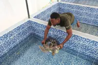 Fighting to save Nigeria's sea turtles from pollution and poachers