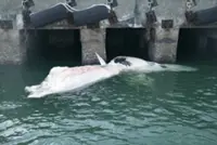 6.3m-long baleen whale carcass surfaces in Singapore off Tanjong Pagar