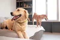 Dog Talk: A kinder way to teach