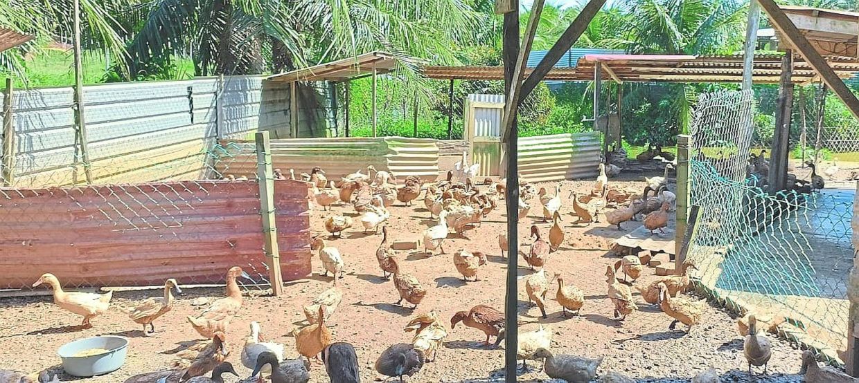 Hellen’s duck pen in Sarikei.
