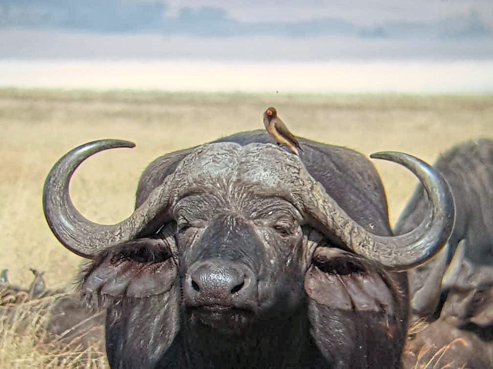 The buffalo may be the least ‘glamorous’ of the Big Five but there’s something endearing about them and their facial expressions. — Photos: LEESAN