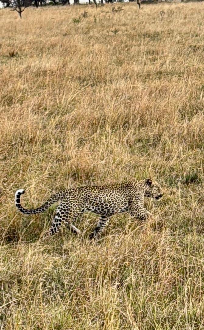 The leopard is elusive and mysterious. The moment it appears, it instantly becomes the superstar of the savannah. — YVONNE