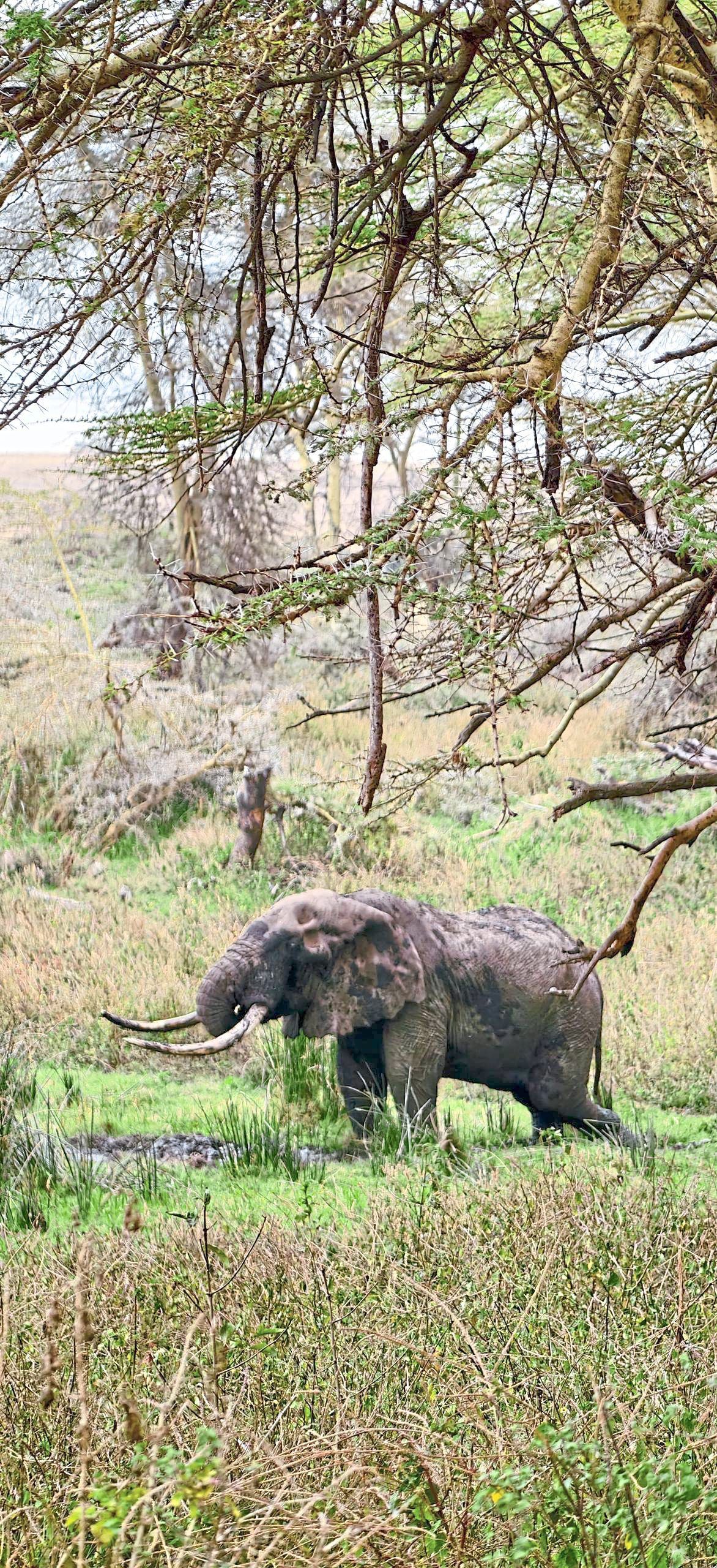 The African Elephant is bigger than its Asian cousin.