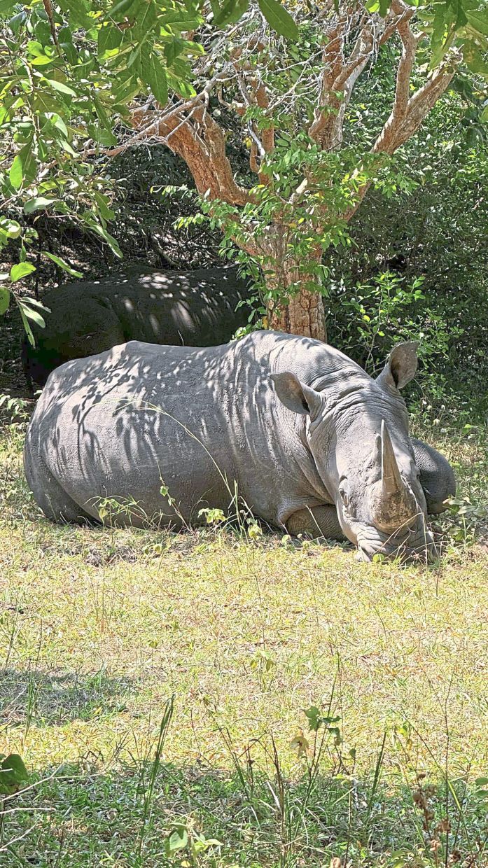 The rhino is like an armoured tank!