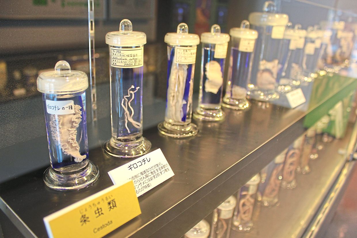 See parasites up close and maybe ... personal at Meguro Parasitological Museum. — LAIKA AC/Wikimedia Commons