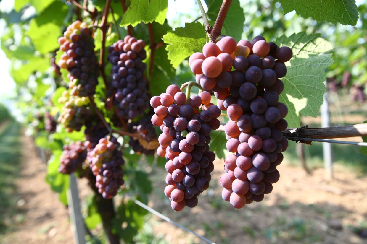 Check the kind of grape the wine is made of. — Photo: Bodo Schackow/dpa-Zentralbild/dpa-tmn