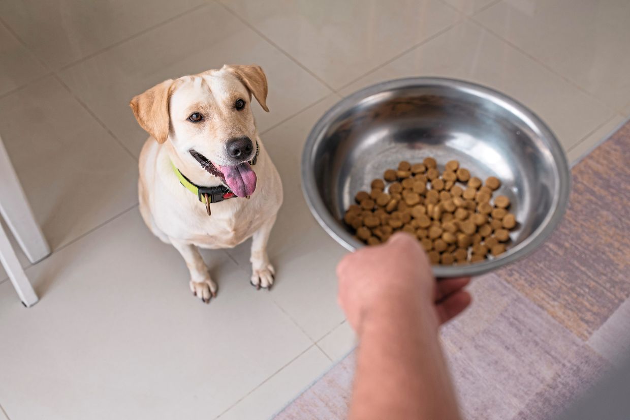 Dry food, on average, has a lower environmental impact than wet food.