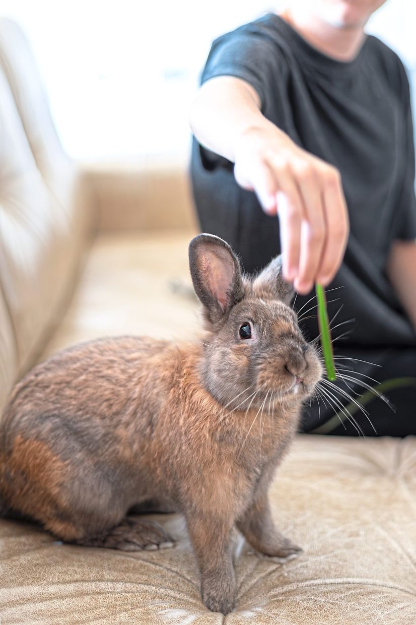 Rabbits are good option for pets, since they are vegetarian.