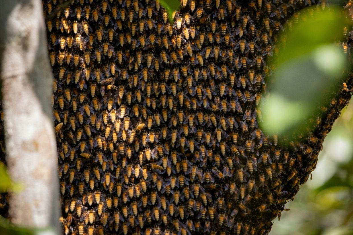 Wild honey bees swarming on to a tree that just might be their next home.