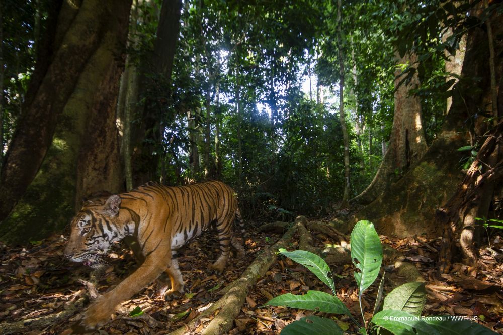 A file picture of an endangered Malayan Tiger. – Emmanuel Rondeau/WWF-US