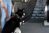 Lifts and escalators are not safe for dogs