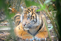 Johor vows to crack down on tiger poaching
