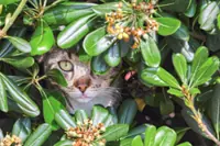 We love our dogs and cats, but are they bad for the environment?