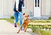 A rise in dog ownership is causing a rise in hand injury cases: study