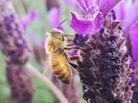 QuickCheck: Do wild honey bees 'vote' on where their new hive will be?