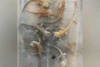 Bearded dragon supplier, 47, in Singapore fined S$2,000 for keeping, selling exotic reptile on Telegram