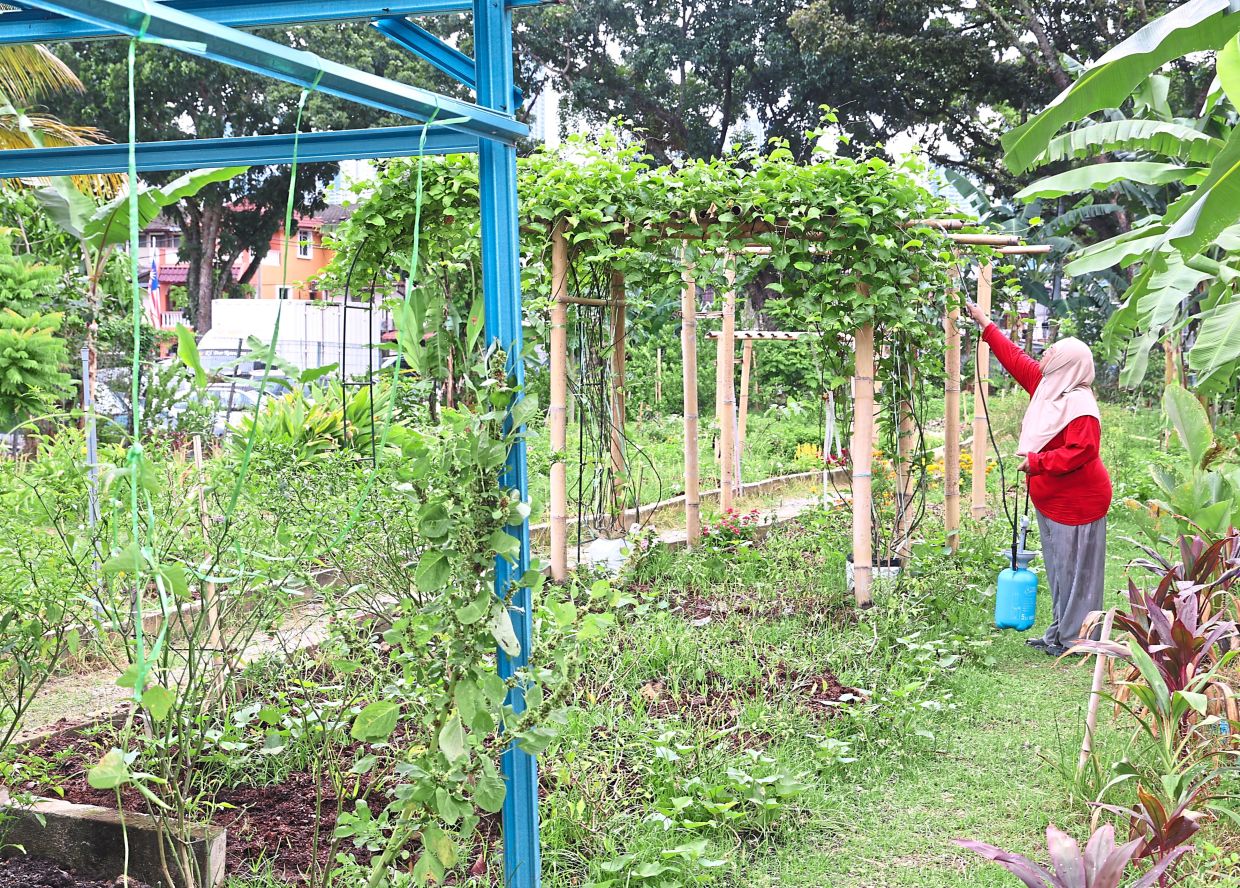 Norfaizah spraying organic pesticide (wood vinegar and neem) to protect the plants.